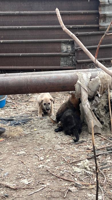 Красивые Щенки  (даром)