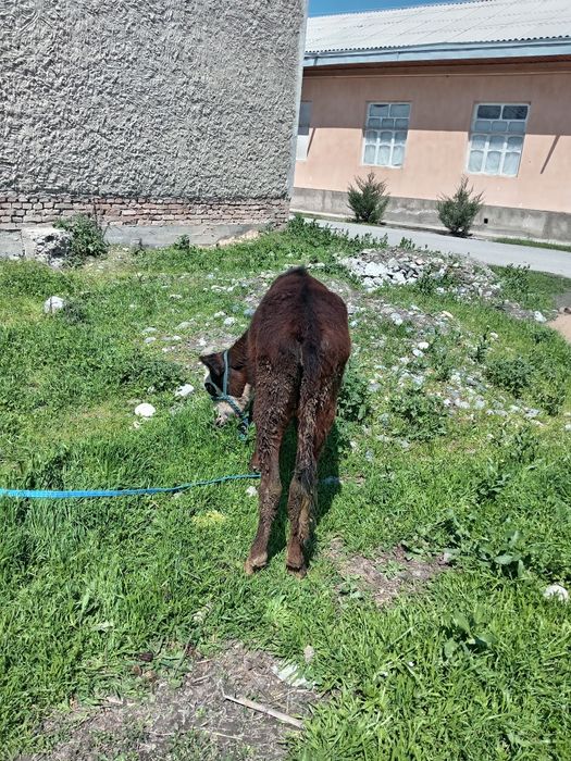 Кочарча сотилади