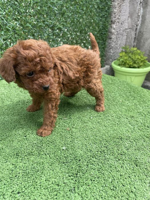 Мини Той пудел женско