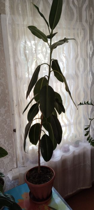 Продам комнатные цветы