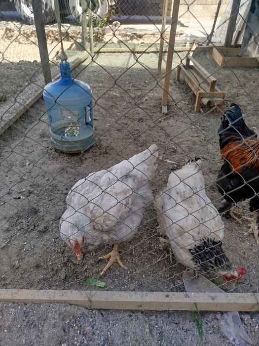 Xo'roz tovuqlar sotiladi