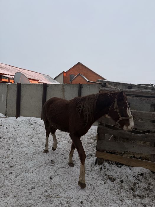 Продам лошадь жеребец