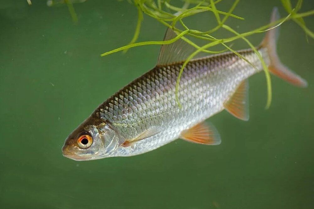 Живец для рыбалки...