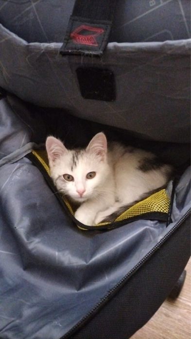 Котенок девочка