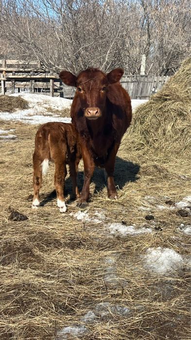 Продам телку с теленкам
