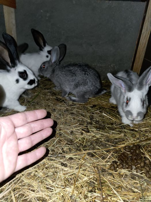 Iepuri fluture german si uriașul german