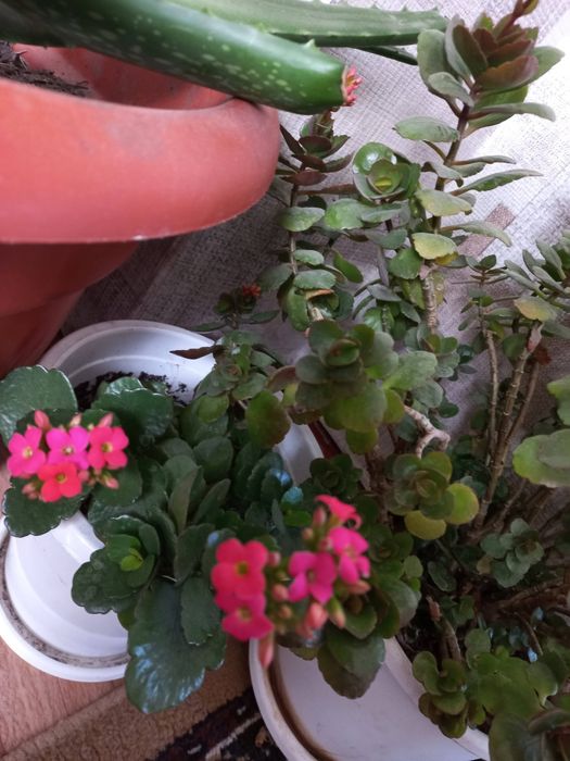 Каланхоэ  отросток уже цветёт