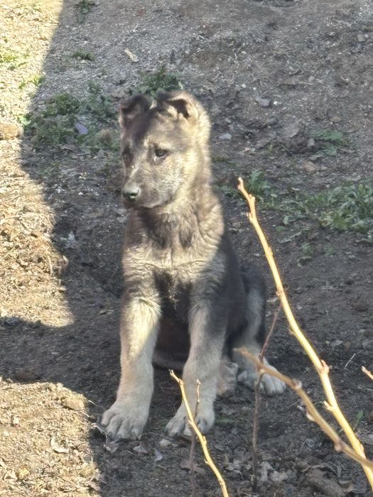 Восточноевропейская овчарка