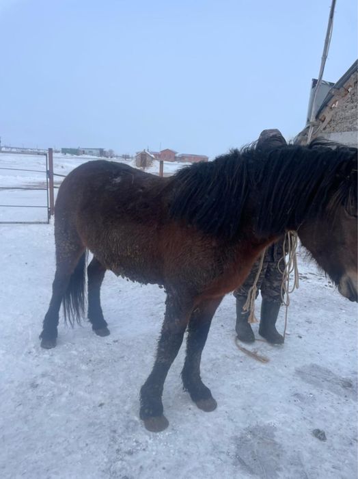 Соғымға сад корма