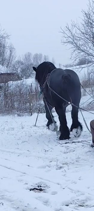 Armăsar Ardenez 4/5 ani