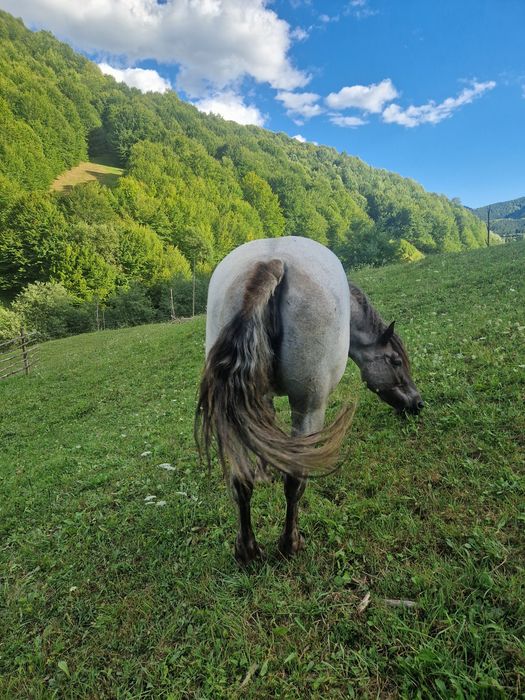 Vand iapa de 6 ani