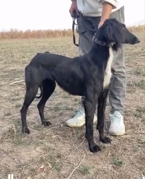 Тазы урғашы .ауызданған қойан ,тулкі .