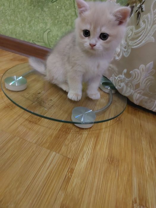 Британ шиншилла мушукчалари!