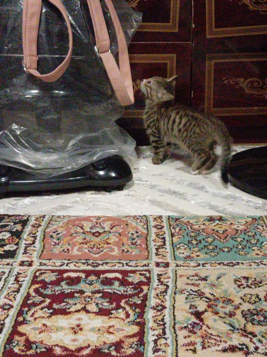 Котенок, девочка, очень  красивая