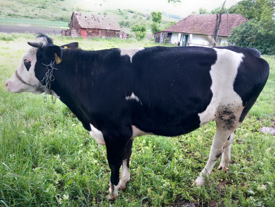 Vând vițeauă de 1 an jumate