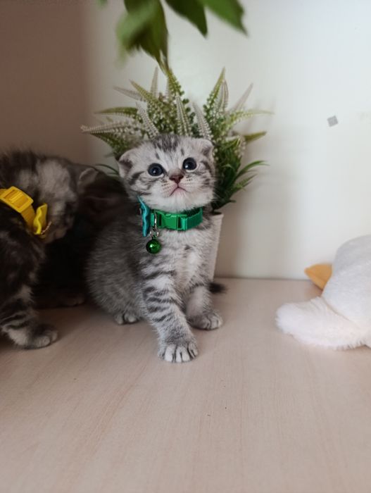 Серебристая шиншилла.Скоттиш страйт и Фолд