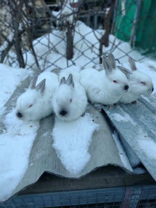 Кролики,порода калифорния
