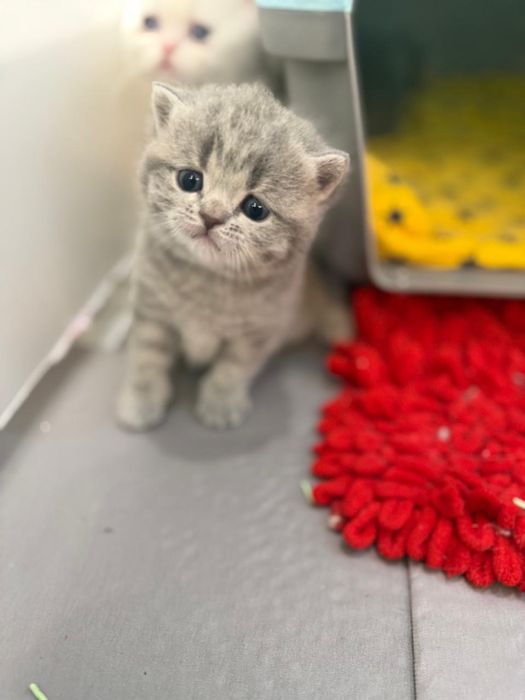 Бенгал и бриьанец котята приученные