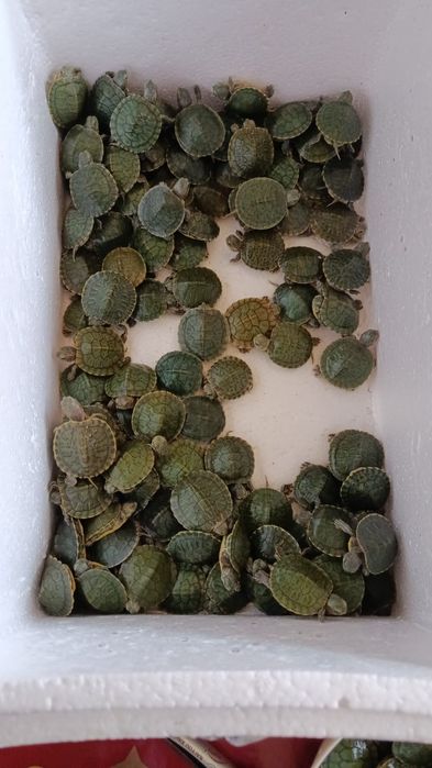 Продам красноухие черепашки оптом