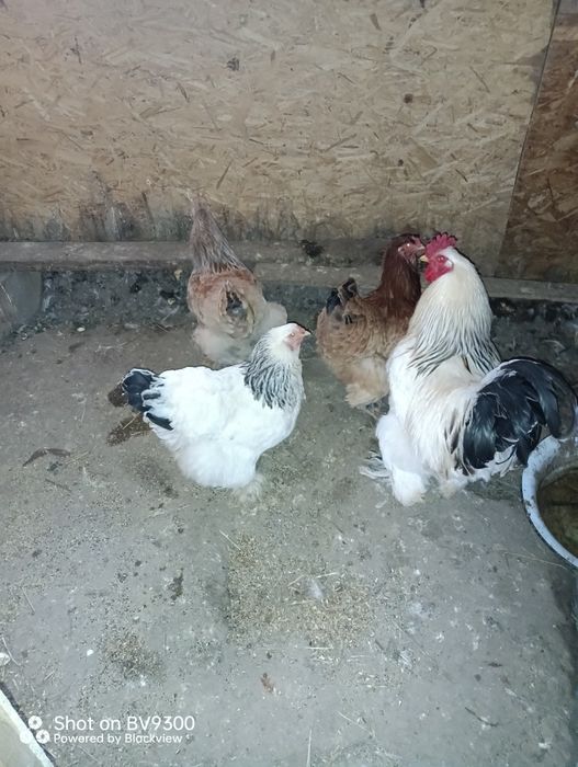 Брамы и кохинхины