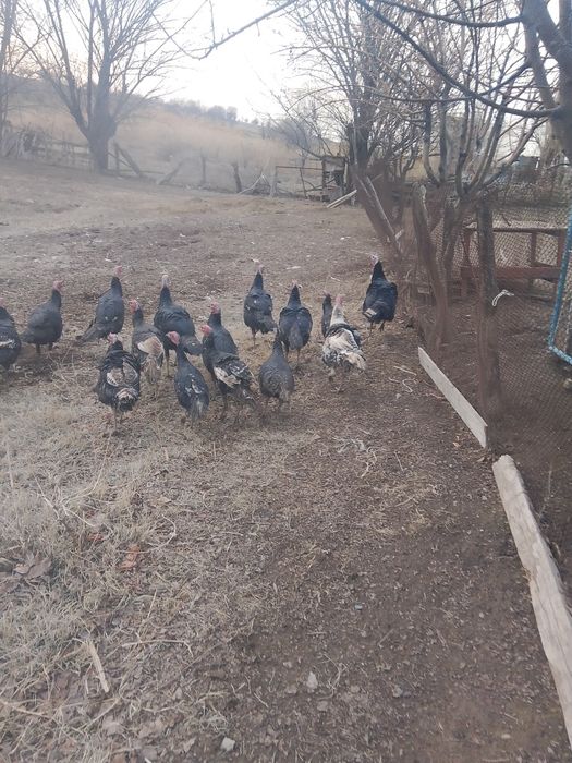 Осы куркелер сатылады