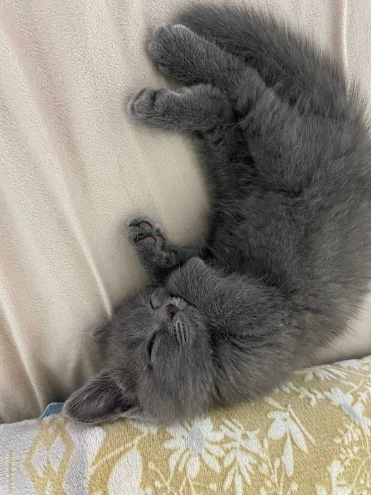 Сотилади(продается) Скотиш Фолд