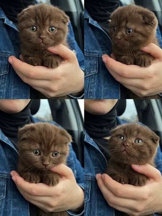 Котята шотландские вислоухие!