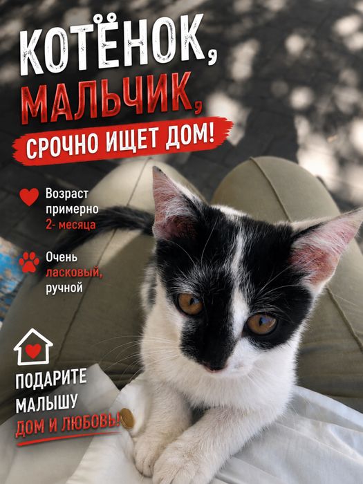 Котенок мальчик 2 месяца