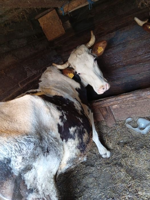 Vând vaca gestanta in 8 luni
