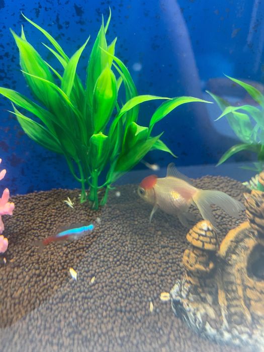 Аквариумистика/Рыбки