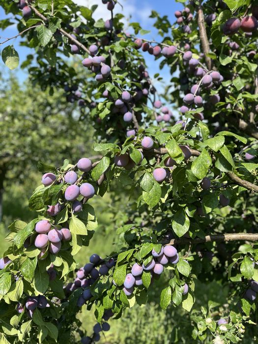 Prune de vanzare