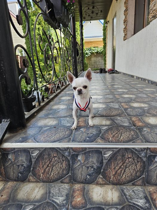 Вязка кобёлек чихуахуа.