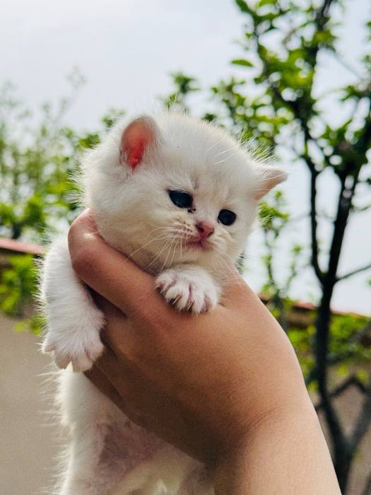 Skotish fold/straight (shinshilla/britan ) narxi Kelishiladi