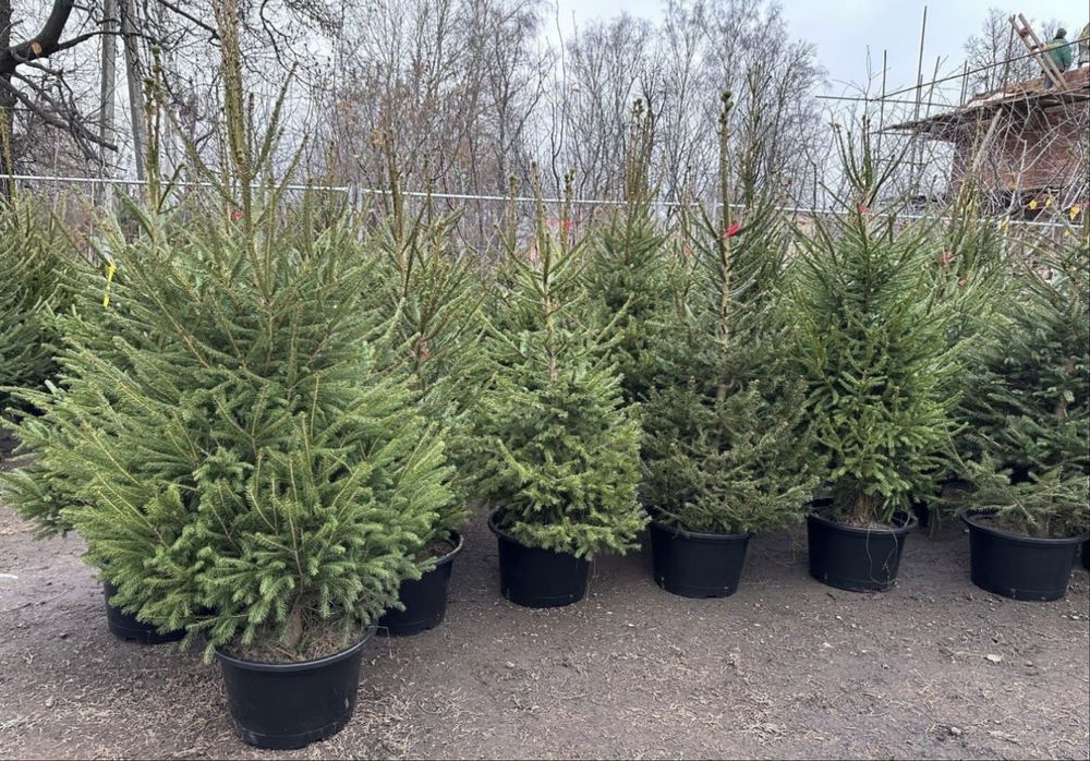 Елка в горшке живая