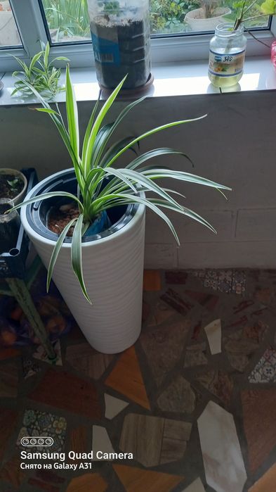 Цветы алоэ саженцы