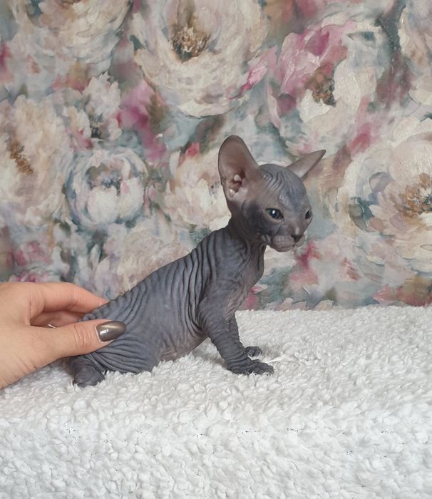 Девочка донского сфинкса черная