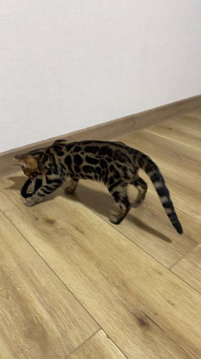 bengal mushuk бенгальский котик