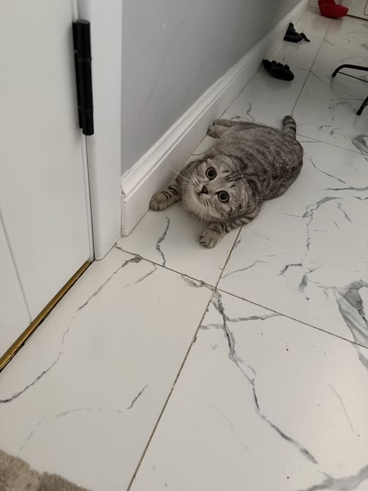 Кошка шотландская вислоухая