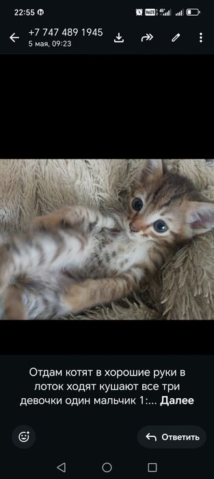 Отдам котят в добрые руки