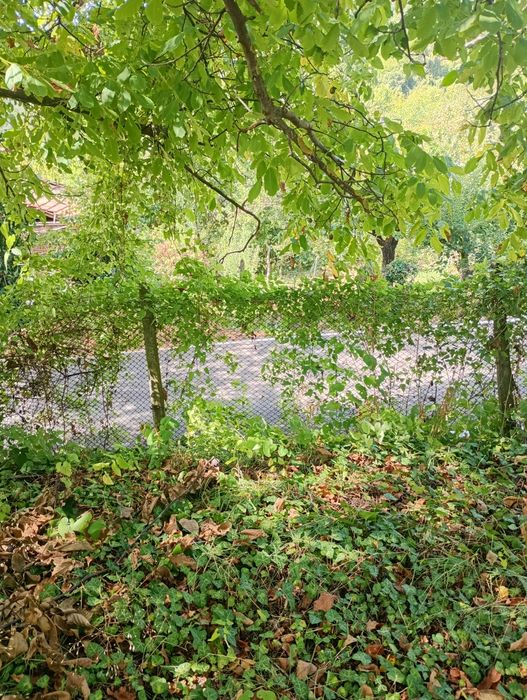 Продавам парцел в с.Типченица об.Враца