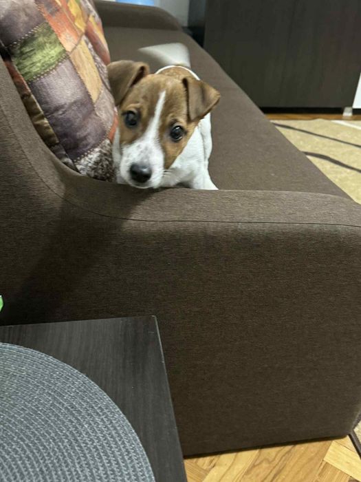 Джак Ръсел подарявам