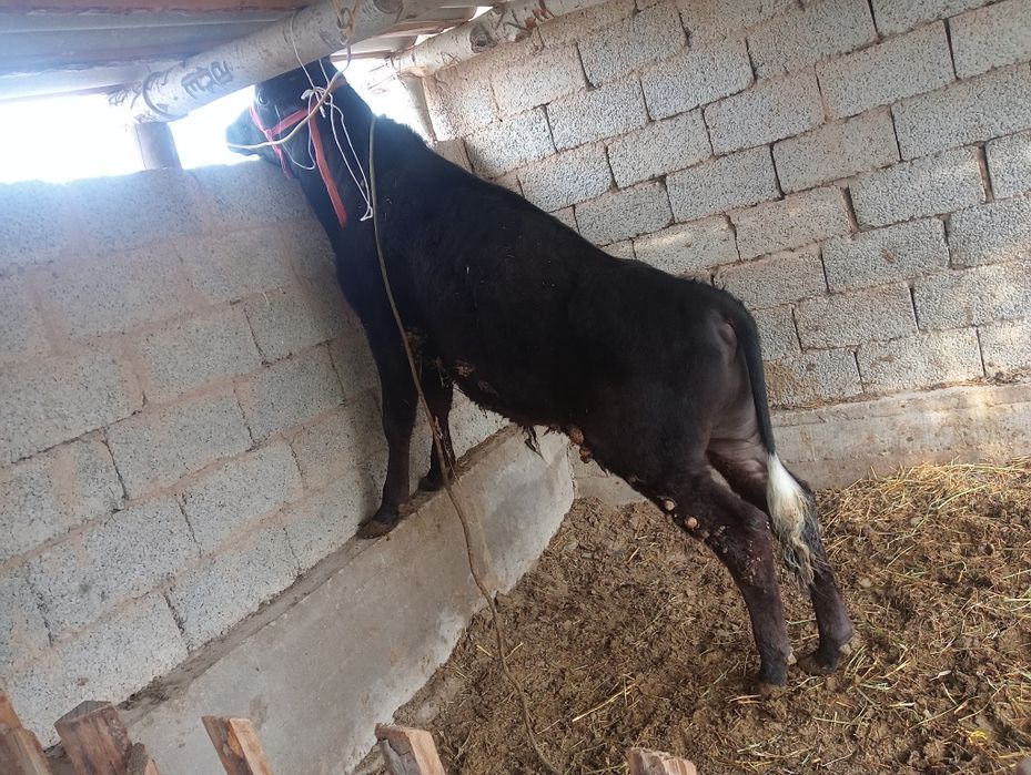 Бұқа сатылады 1 жасар