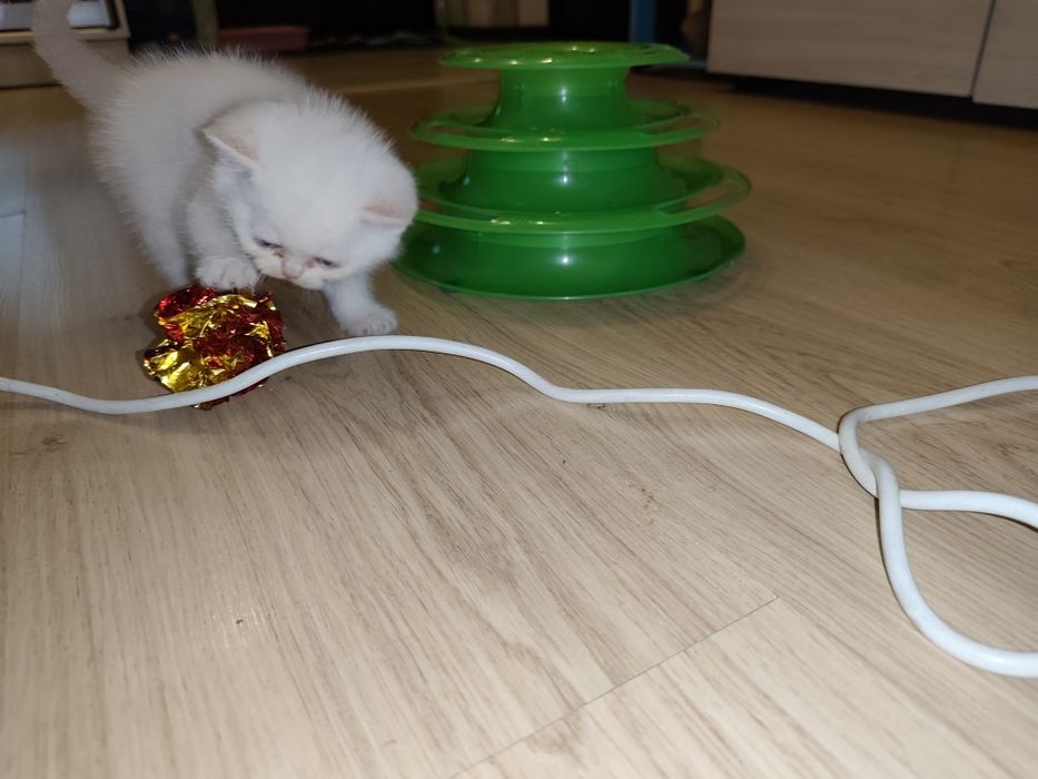 Британские котята