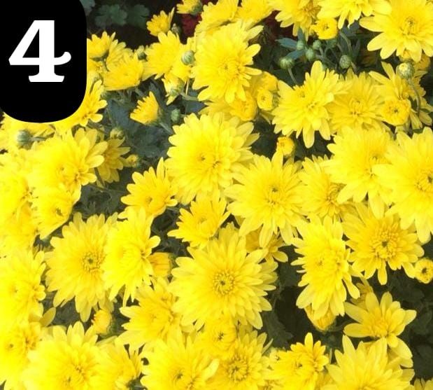 Хризантема мультифлора