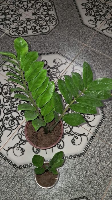 Продажа цветы Мырзакент.