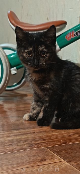 Котенок девочка шикарная в хорошие руки