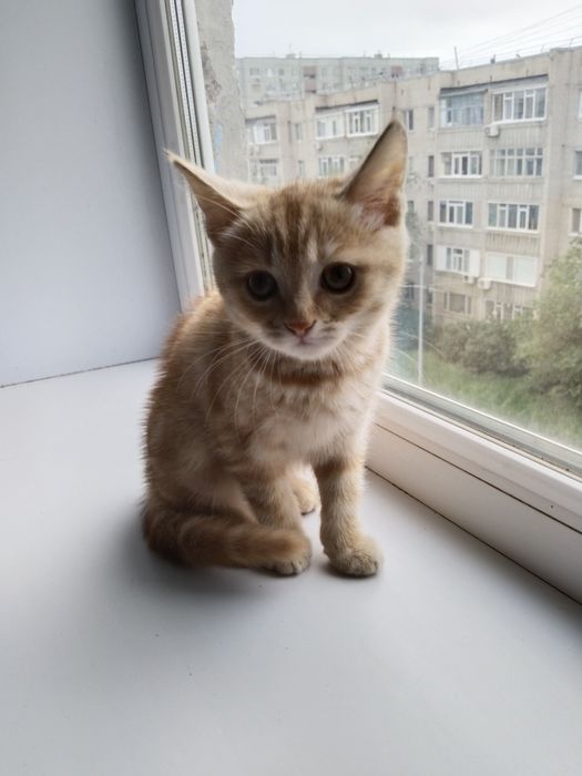 Отдам кошечку в хорошие руки ,красивая,игривая   3 месяца, девочка,