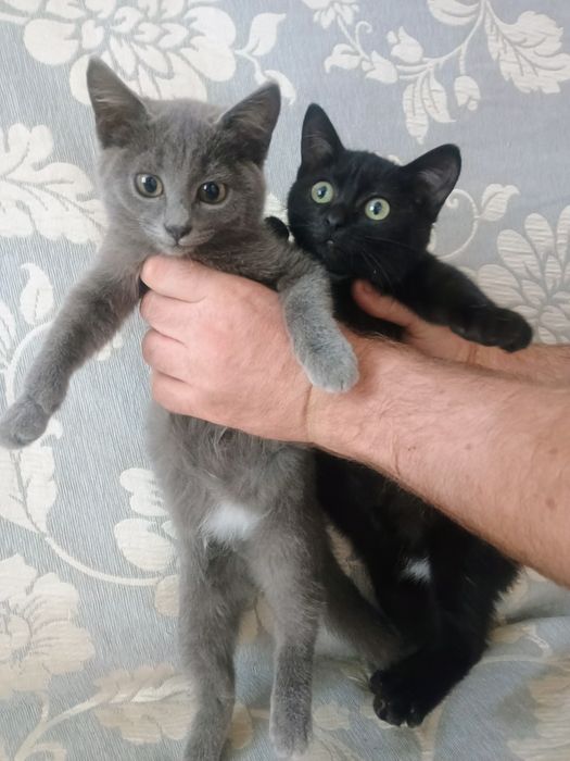 Отдам в добрые руки котят