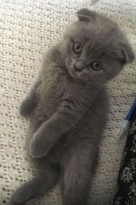 Продаю котенка девочка
