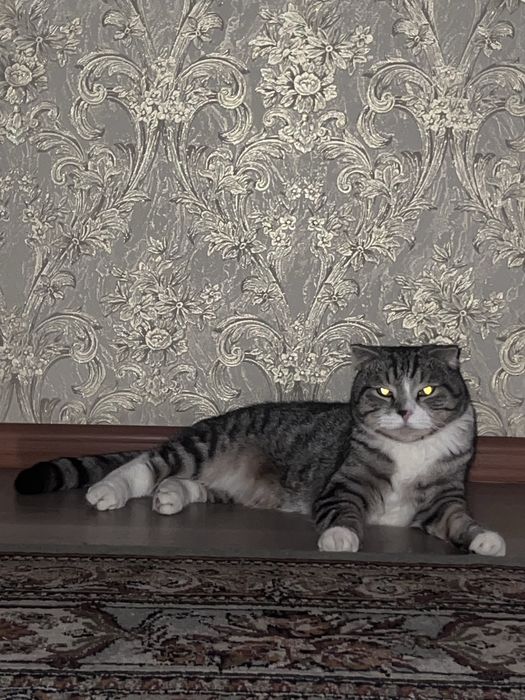 Дам кота в добрые руки!!!